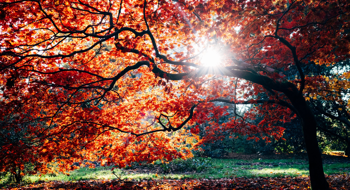 The Top 6 Places For Fall Foliage In New England